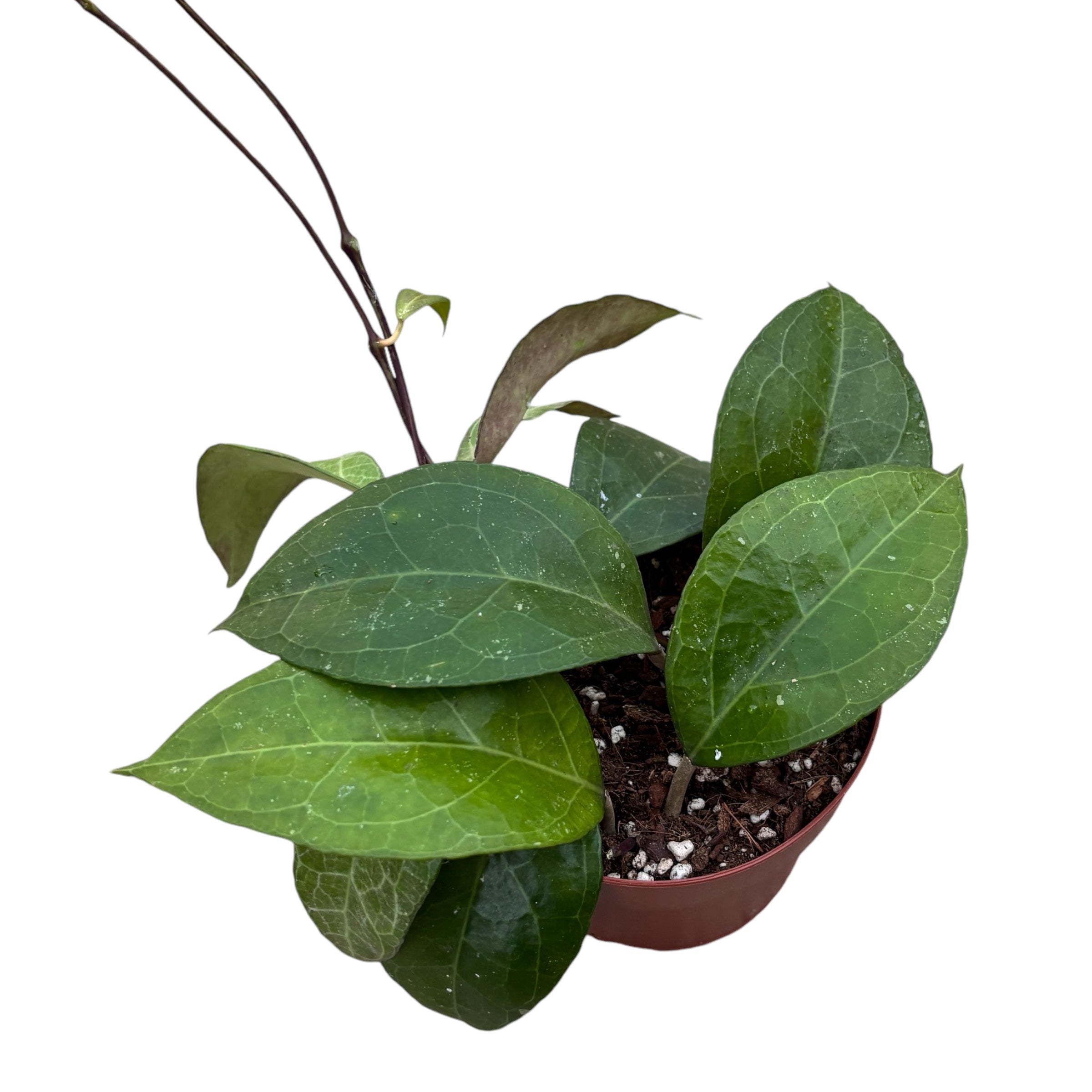 Hoya verticillata 'Wayang'