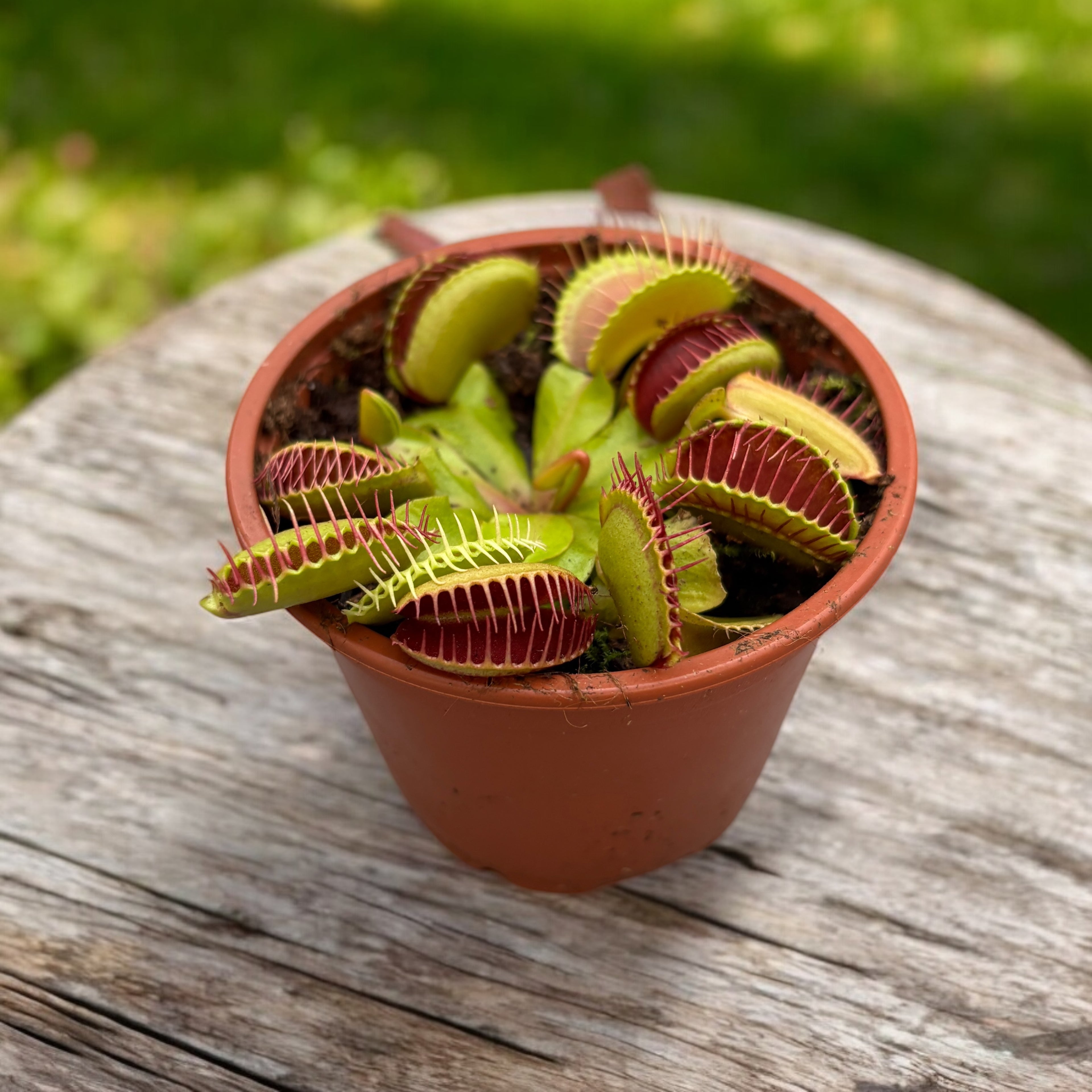 succulent that looks like a venus fly trap Dionaea Muscipula (Venus Flytrap)
