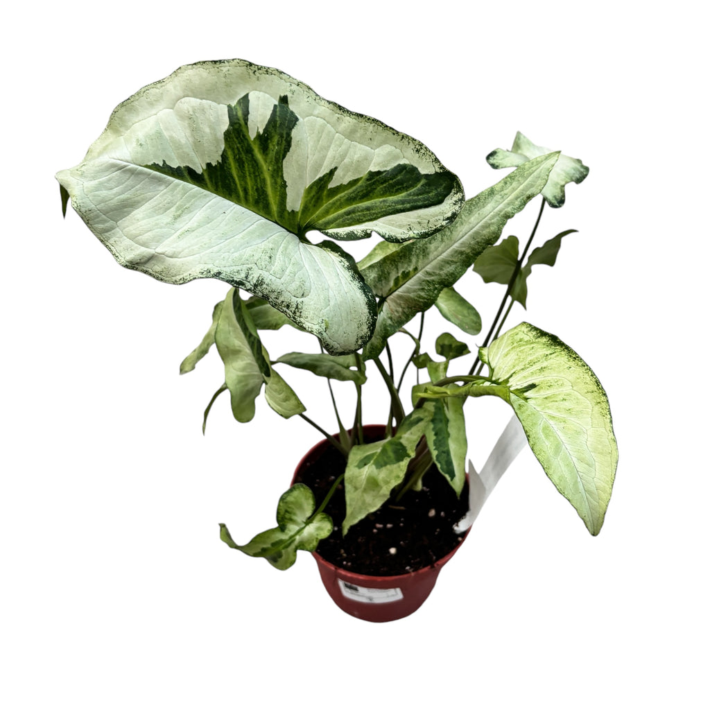 Syngonium 'Three Kings'