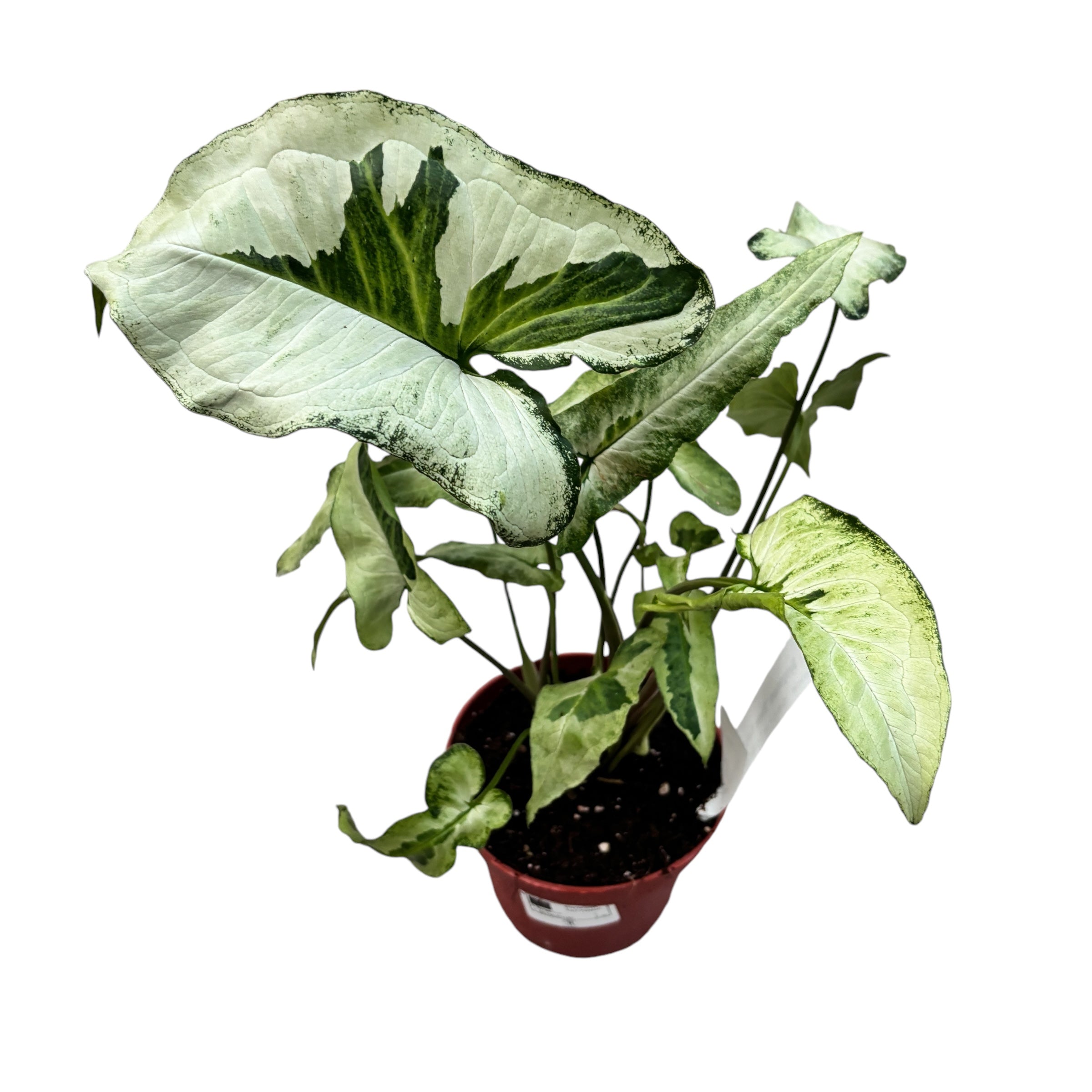 Syngonium 'Three Kings'