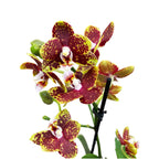 Phalaenopsis 'Bambula'