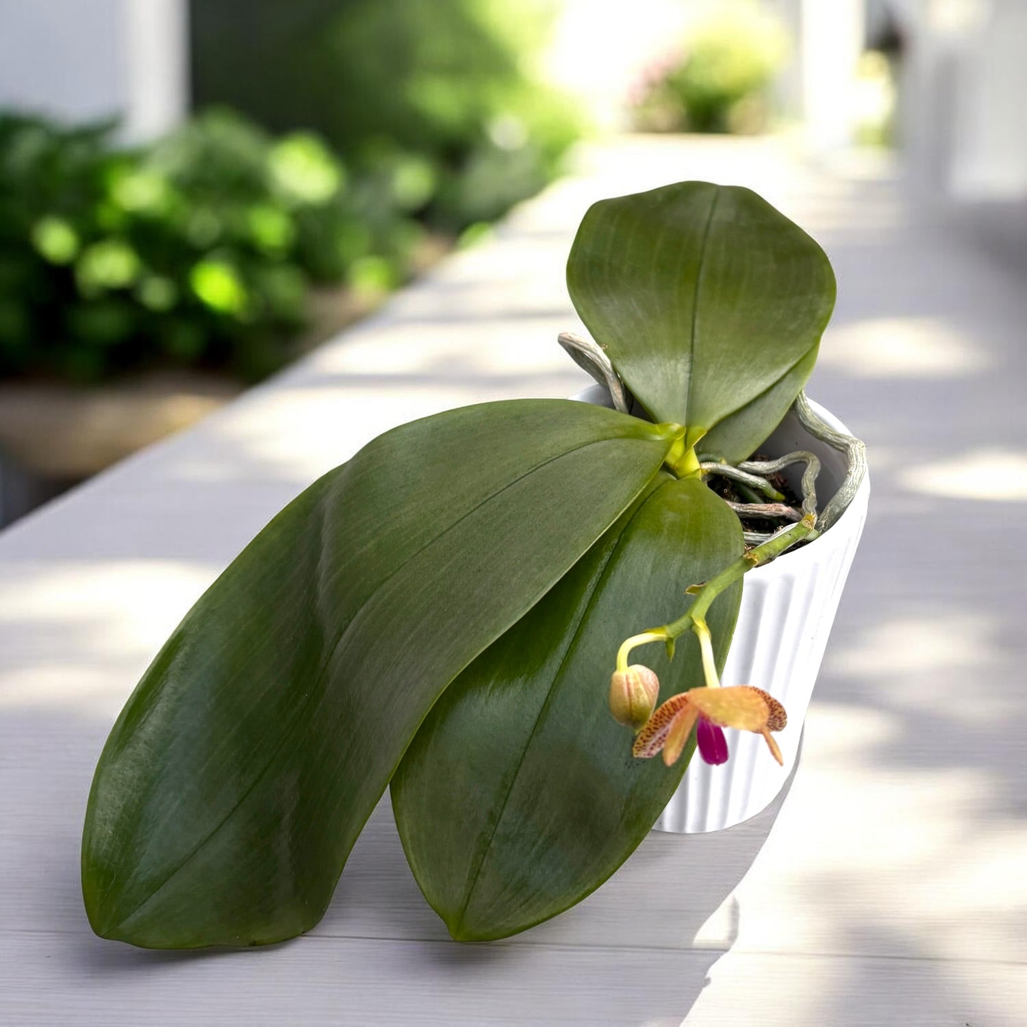 Phalaenopsis Christina Weltz '3088' (Phal. gigantea × Phal. javanica)