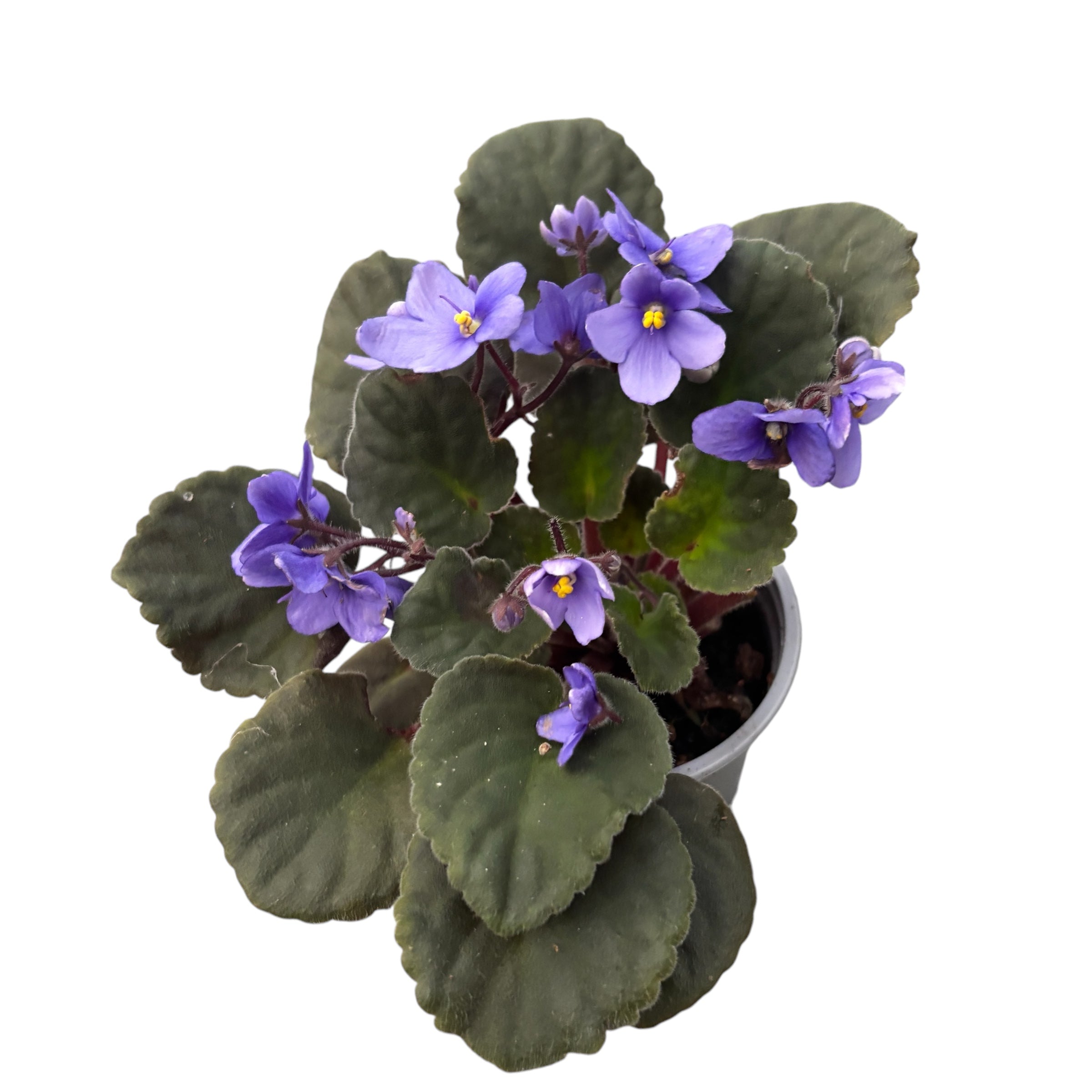 Saintpaulia Inova Spectra Tessa - violete africane