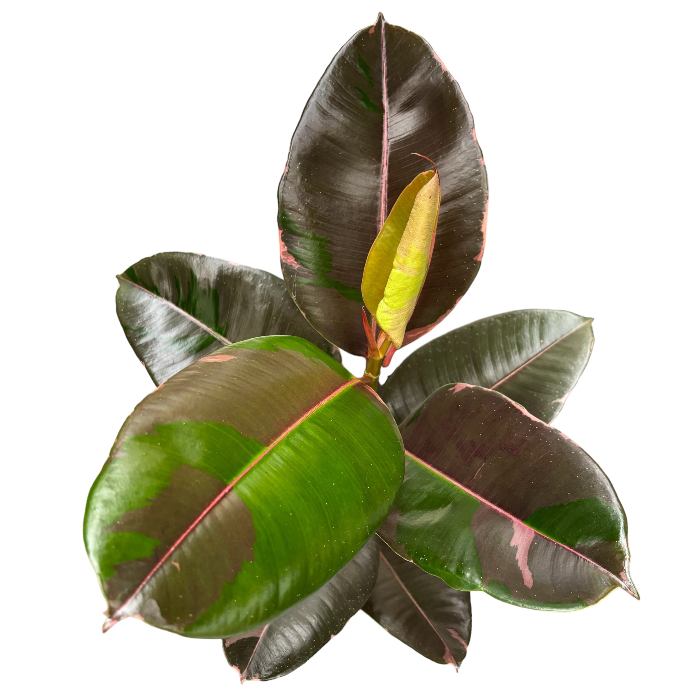 Ficus Elastica 'Pink Camouflage'