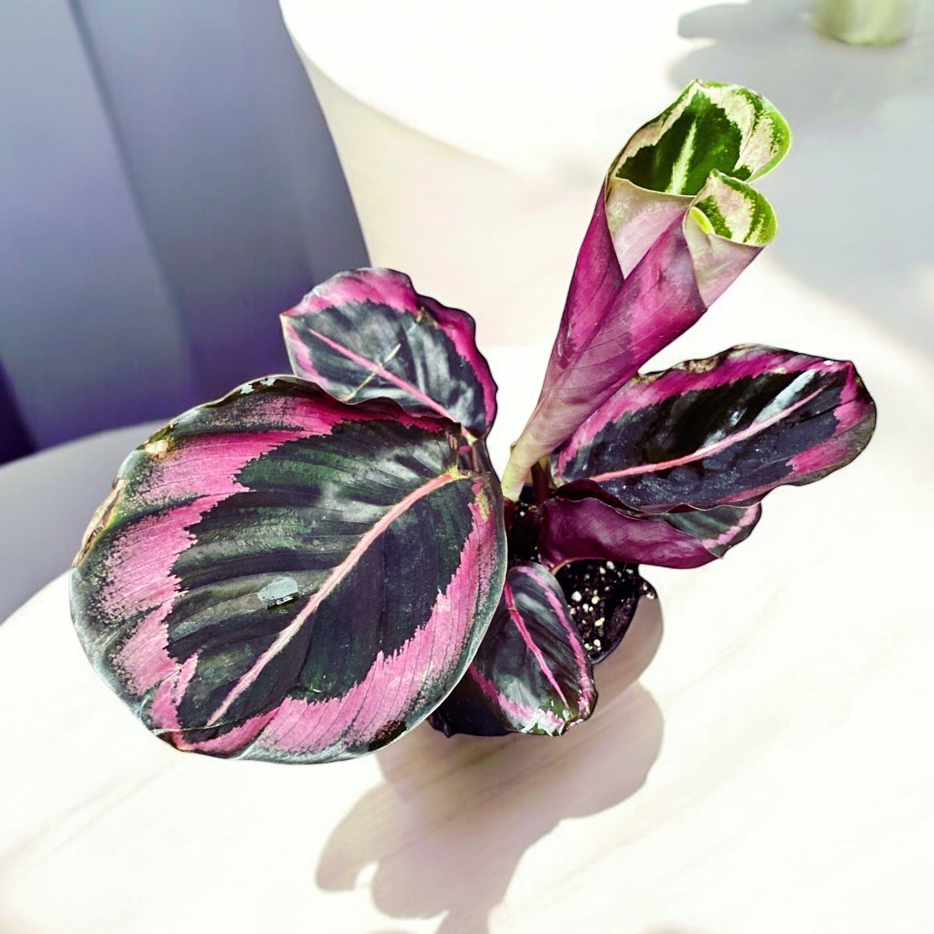 Calathea roseopicta ‘Surprise Star’ (Princess Jesse) - babyplant