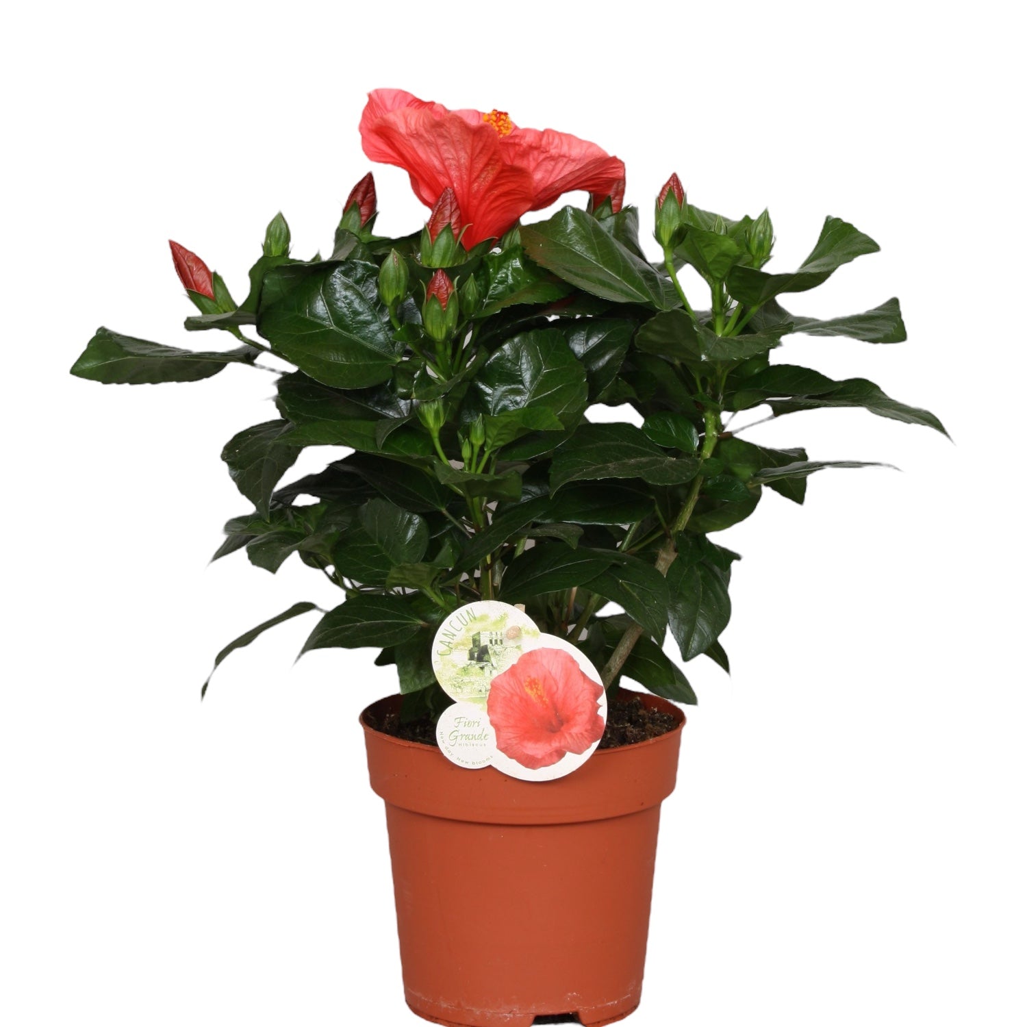 Hibiscus Fiori Grande Cancun - Trandafir japonez roz cu floarea