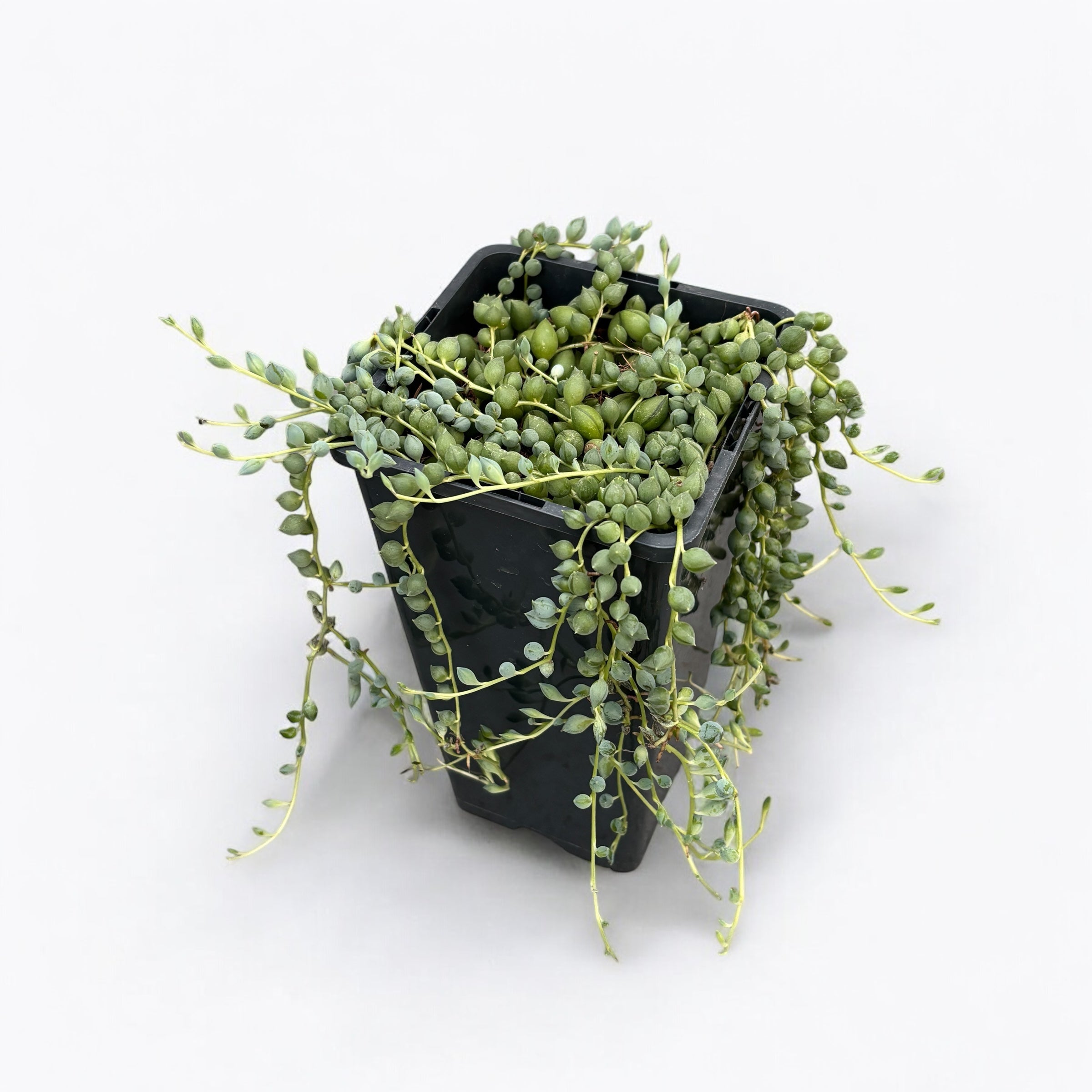 Senecio Herreianus D14 - Planta mazare, Sirag de margele