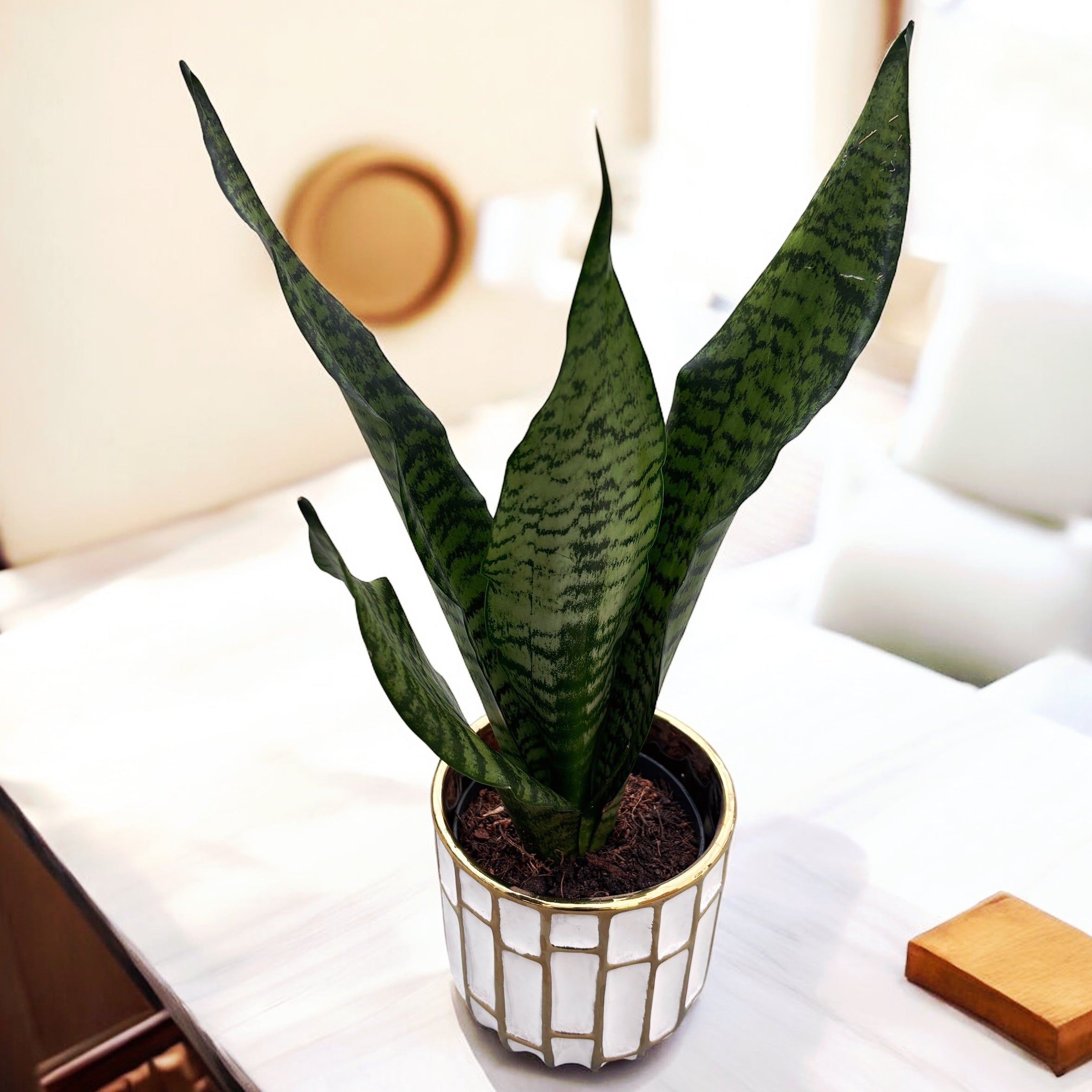 sansevieria compacta Sansevieria Trifasciata Zeylanica 'Compacta' 1pp – Secret Garden Plant Shop