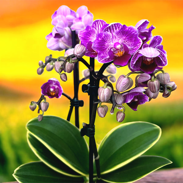 Phalaenopsis Sogo Vivien (bunt &amp; pelorisch)