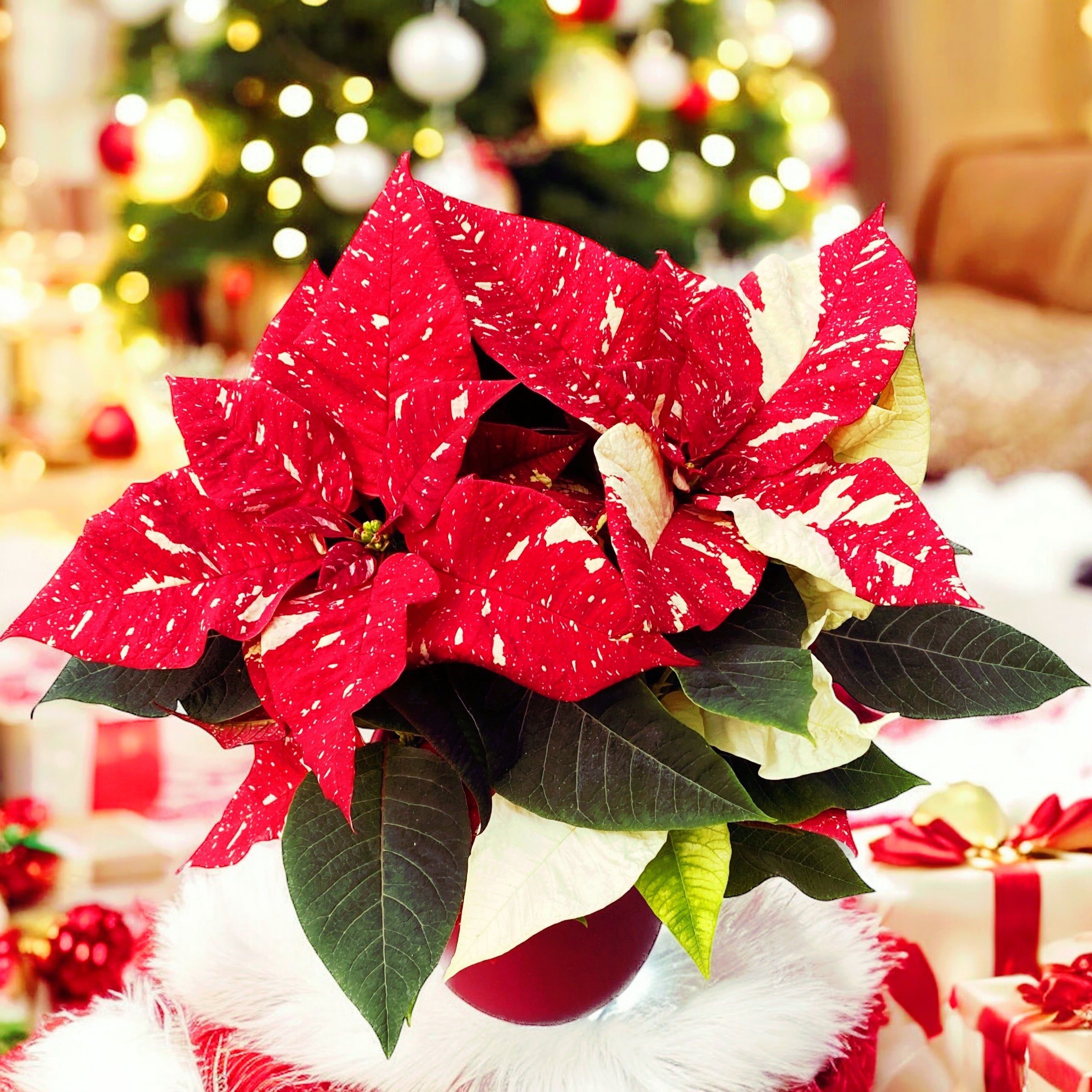 Euphorbia pulcherrima ‘Superba New Glitter’ – Craciunita cu efect spectaculos, model marmorat
