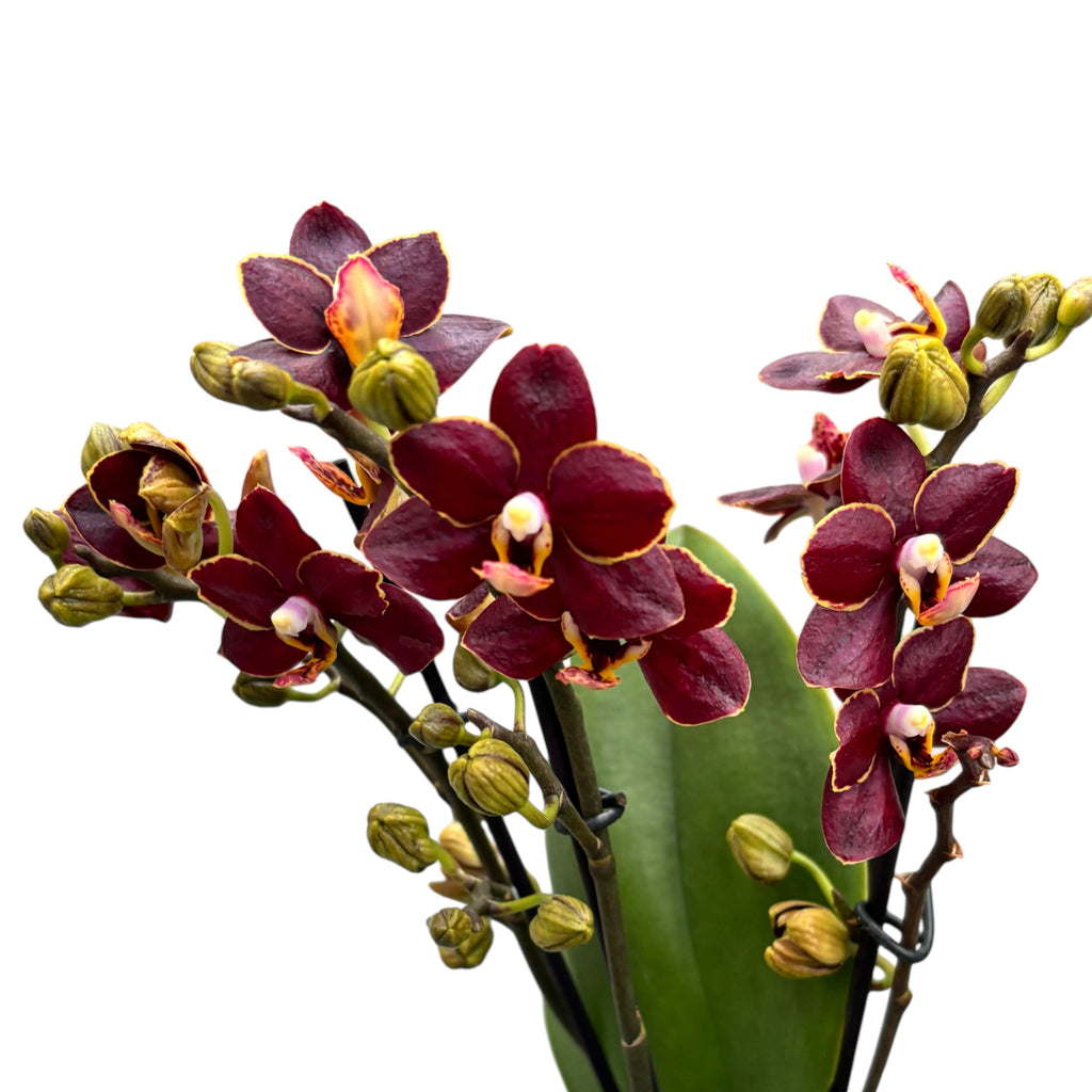 Phalaenopsis Sunrise Red Peoker (Esmee) D12 - gewachste Blumen