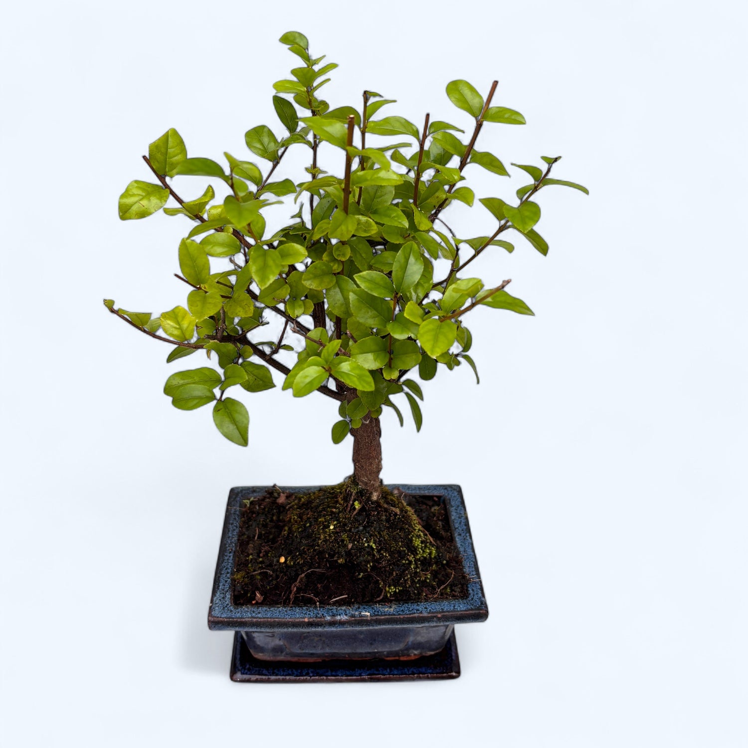 Bonsai Sageretia – bonsai tropical cu frunzis fin si aspect elegant