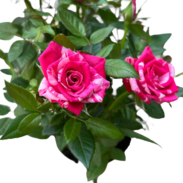 Zwergrosen Rosa 'Twin Color Star' duftend