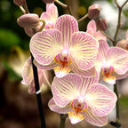 Phalaenopsis Varese
