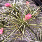 Tillandsia Stricta Air Plant