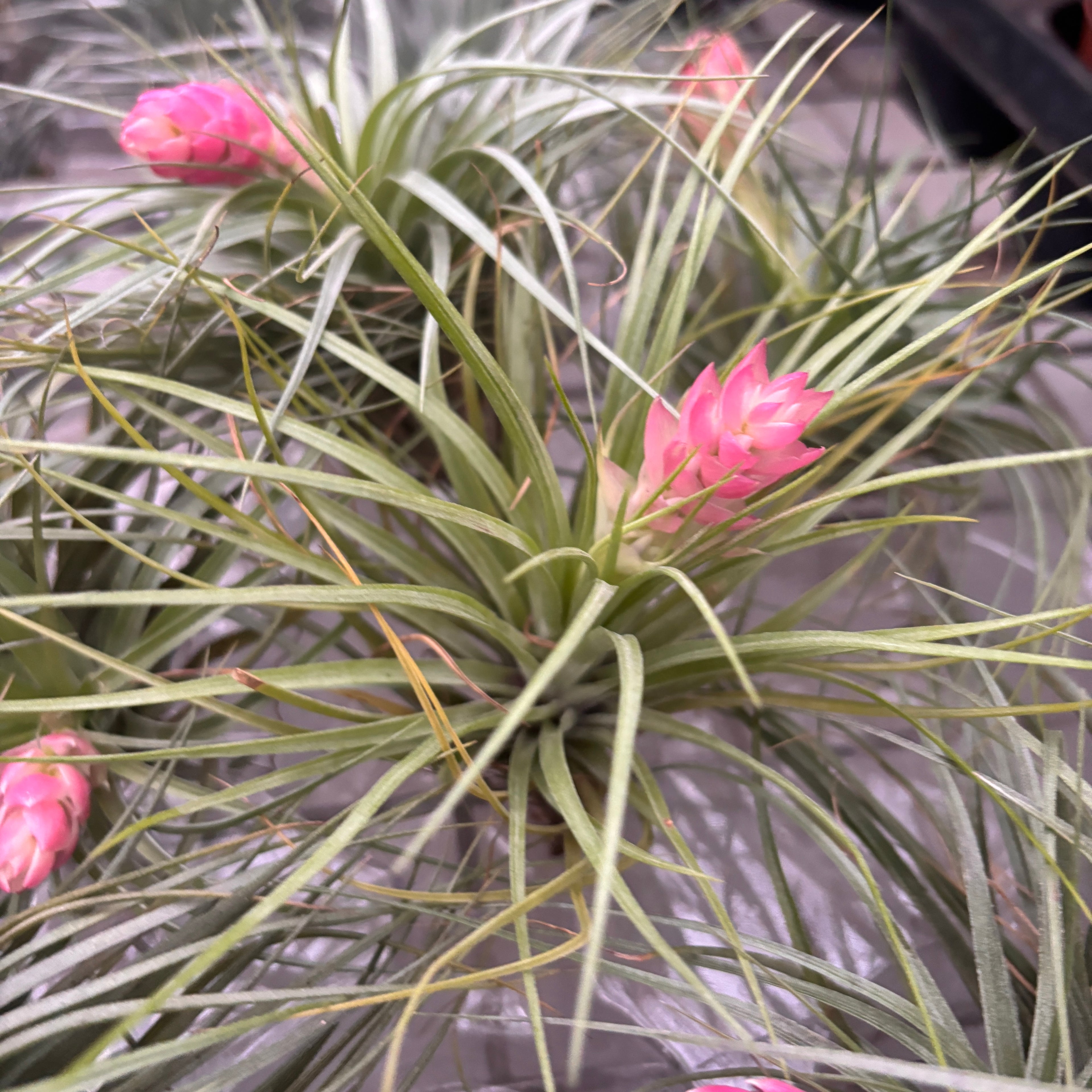 Planta aeriana Tillandsia Stricta