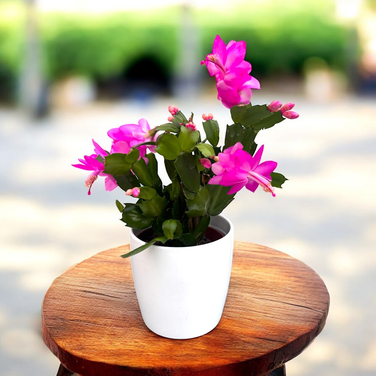 Craciunita roz - Schlumbergera ‘Cyber Dancer'