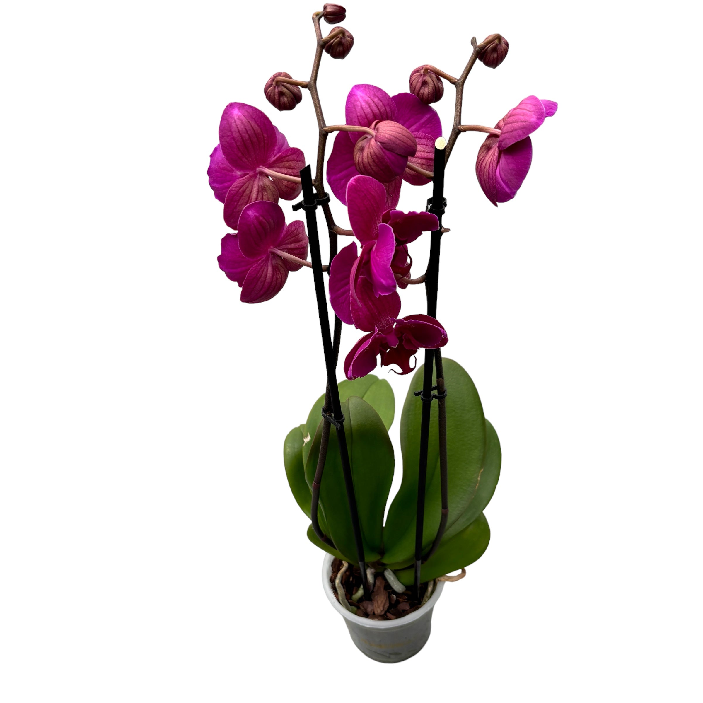 Phalaenopsis Anthura Stellenbosch papillon pelorique