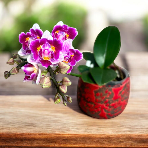 Phalaenopsis Lioulin Hrozen (pelorický)