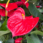 Anthurium Madural (flori rosii XL)