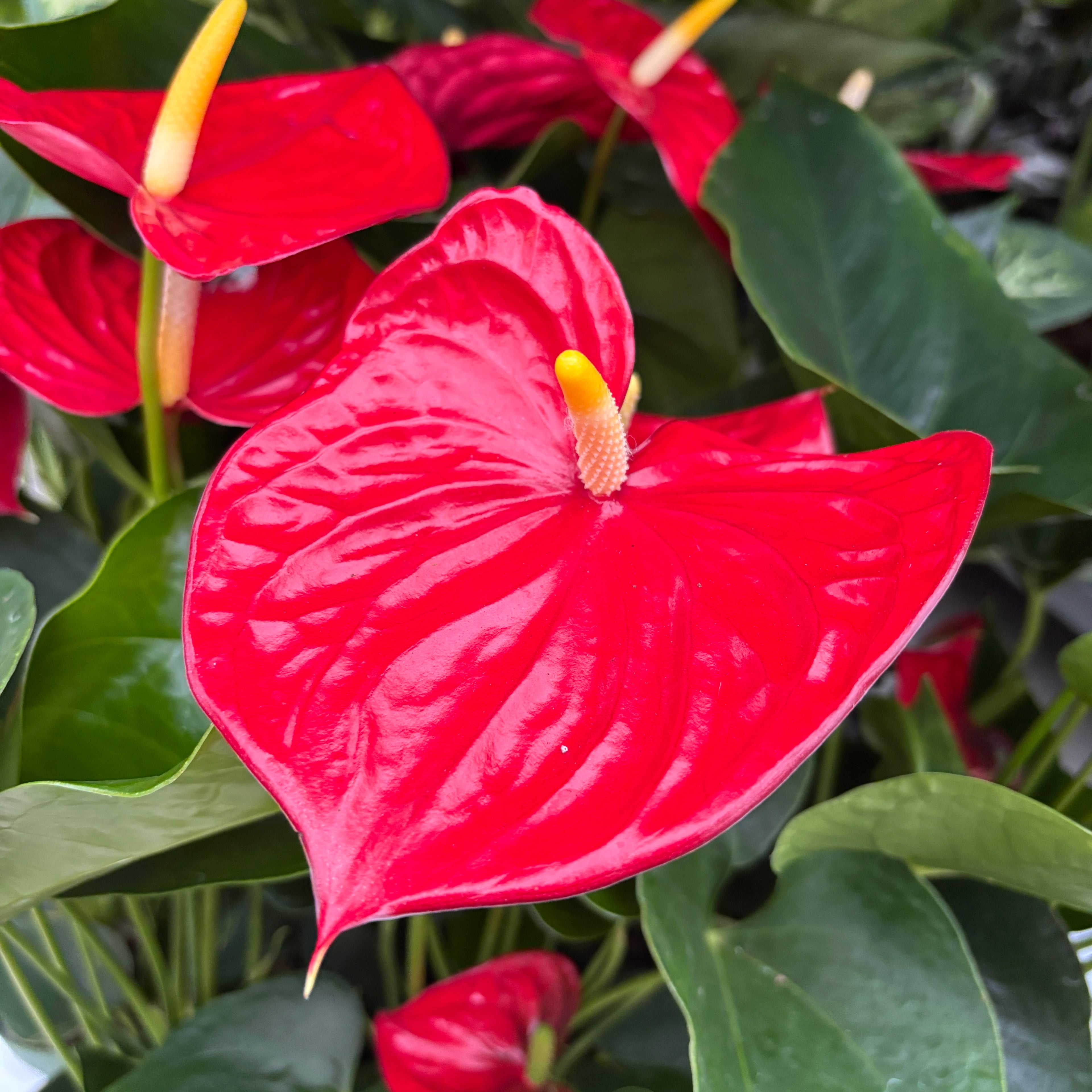 Anthurium Madural (flori rosii XL)