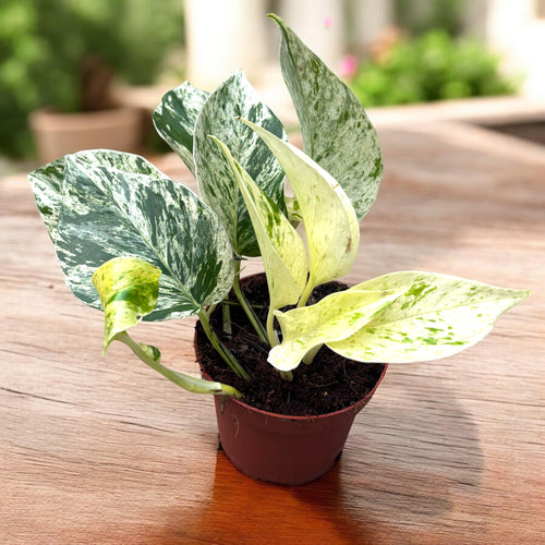leopard goddess pothos Epipremnum 'Snow Leopard' – Secret Garden Plant Shop