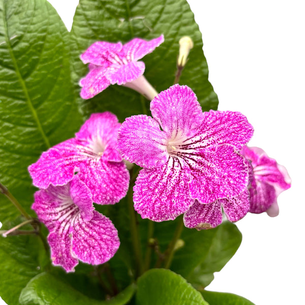Streptocarpus Carina besondere rosa Blüten