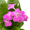 Streptocarpus 'Carina'