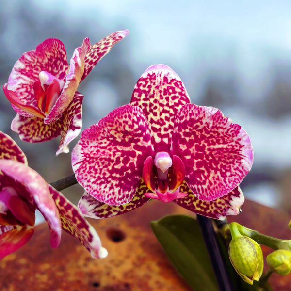 Phalaenopsis I-Hsin Gelber Leopard peloric