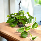 Epipremnum aureum 'Golden' XL