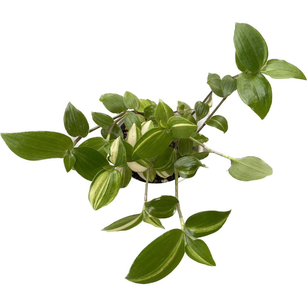 Tradescantia 'Yellow Hill' babyplant