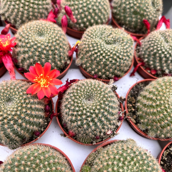 Rebutia minuscula