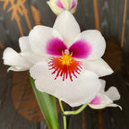 Miltoniopsis alba