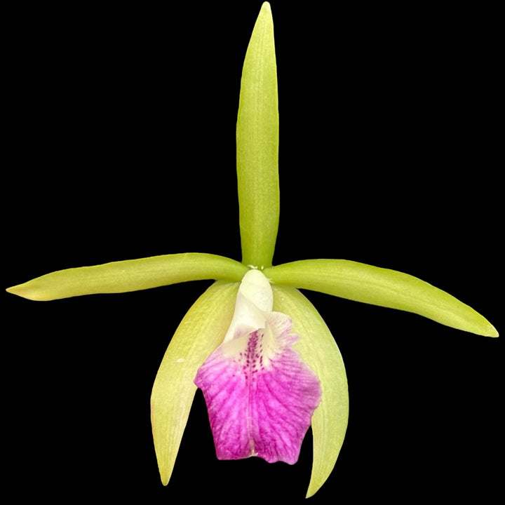 Procatavola Wufong Jade (Cattleychea Siam Jade × Brassavola nodosa) 