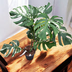 Monstera deliciosa 'Variegata' D17 - exemplaires XL