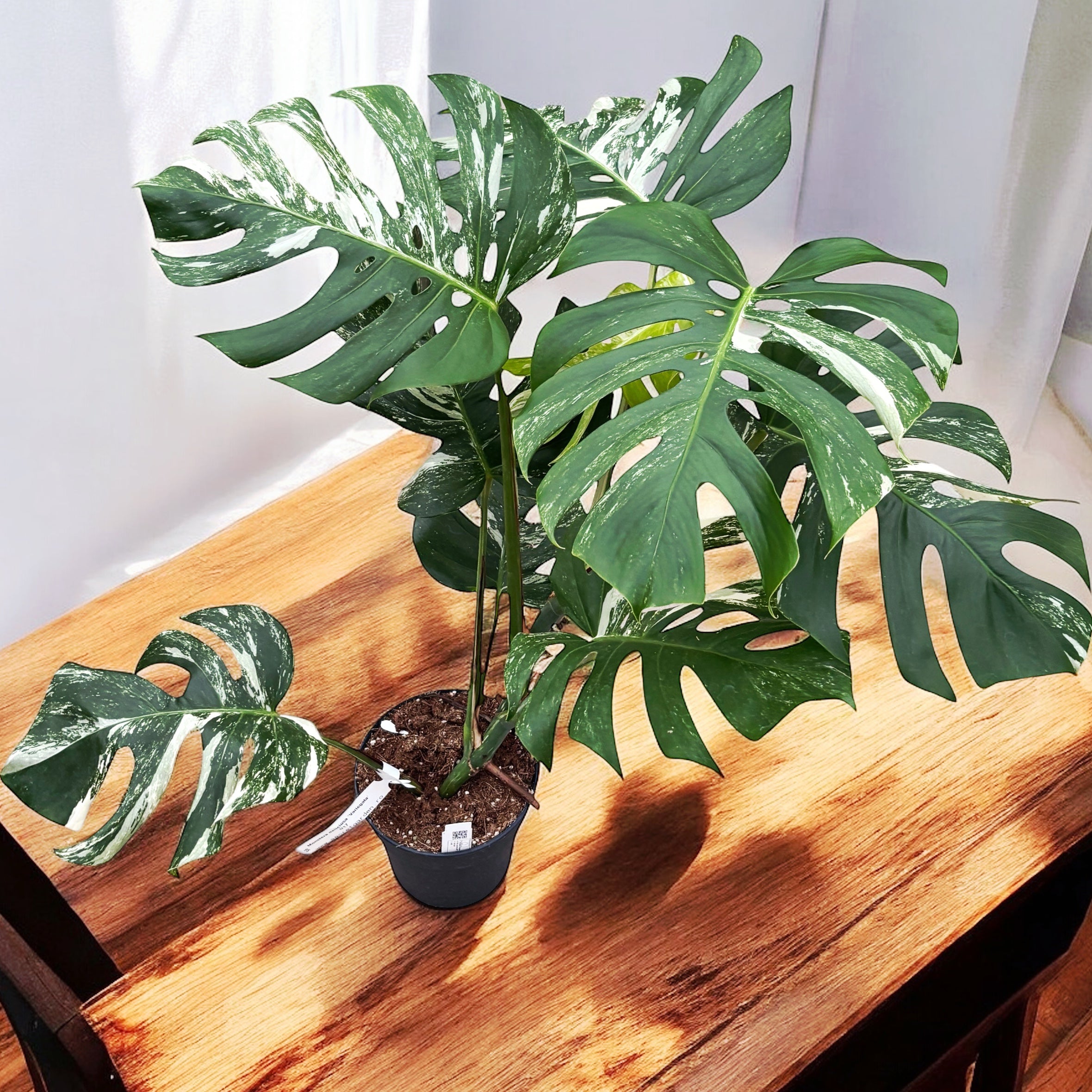 Monstera deliciosa 'Variegata' D17 - exemplare XL