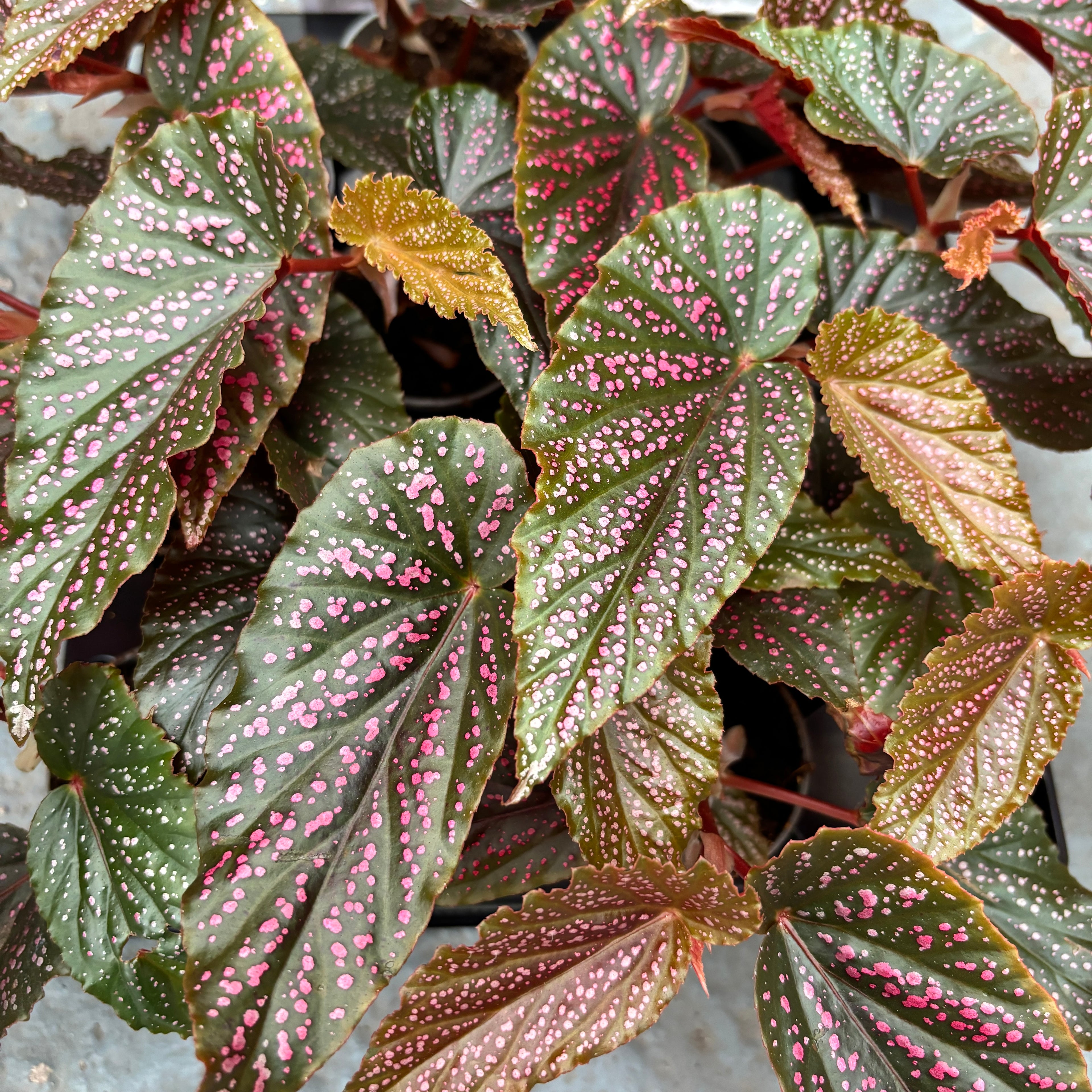 Begonia 'Polka Dot Pink' (babyplant)