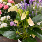 Anthurium ‘Karma Pulse’ - anthurium cu flori decorative si aspect tropical elegant