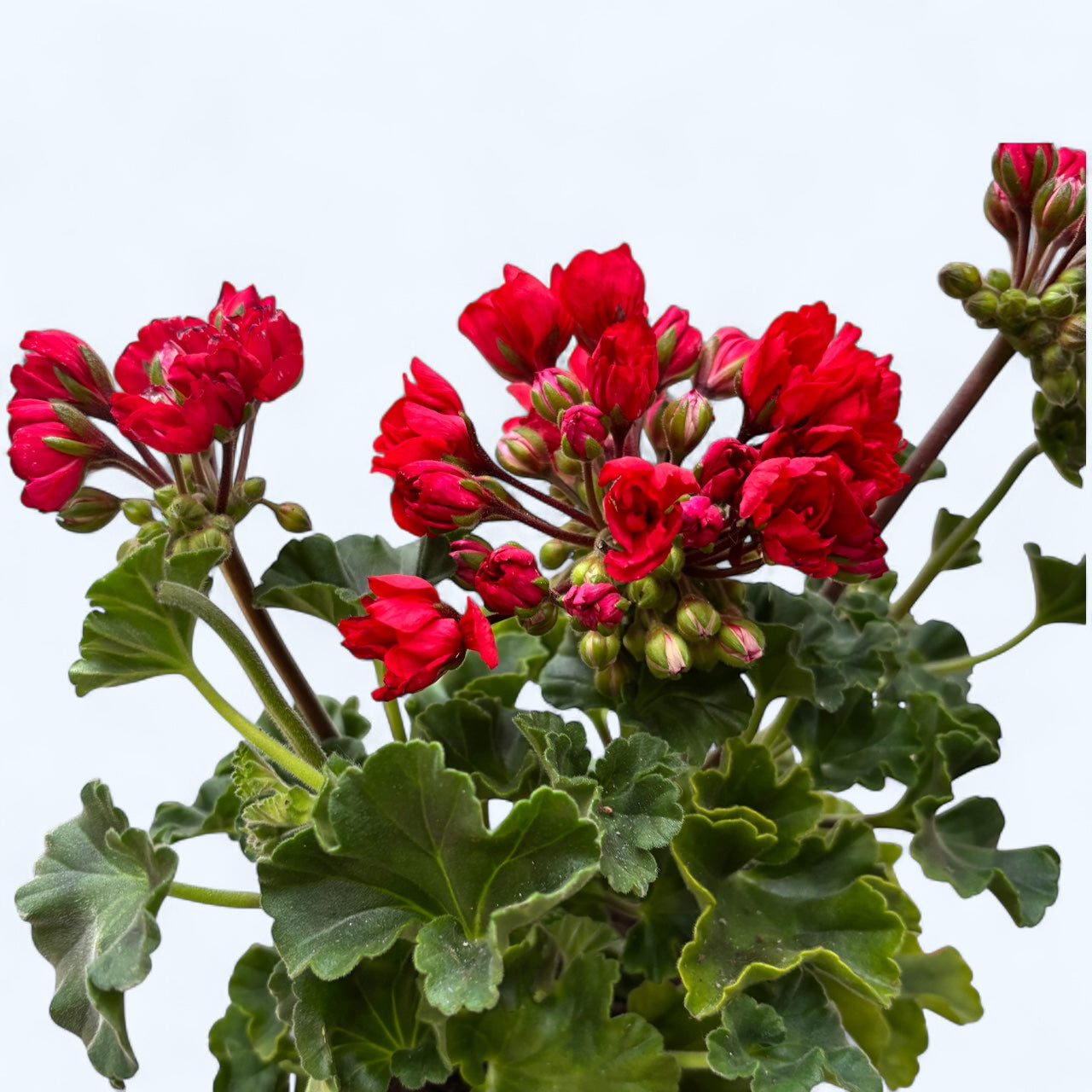 Muscata trandafir - Pelargonium Royal Rosebud ‘Carmen Andrea’