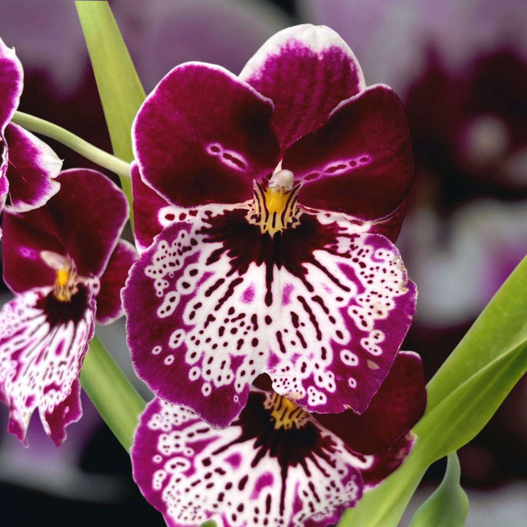 Miltoniopsis Tome Yokoyama 'Golden Gate'