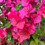 Bougainvillea 'Dania Red' (rojo-ciclamen) - Flor de papel D17