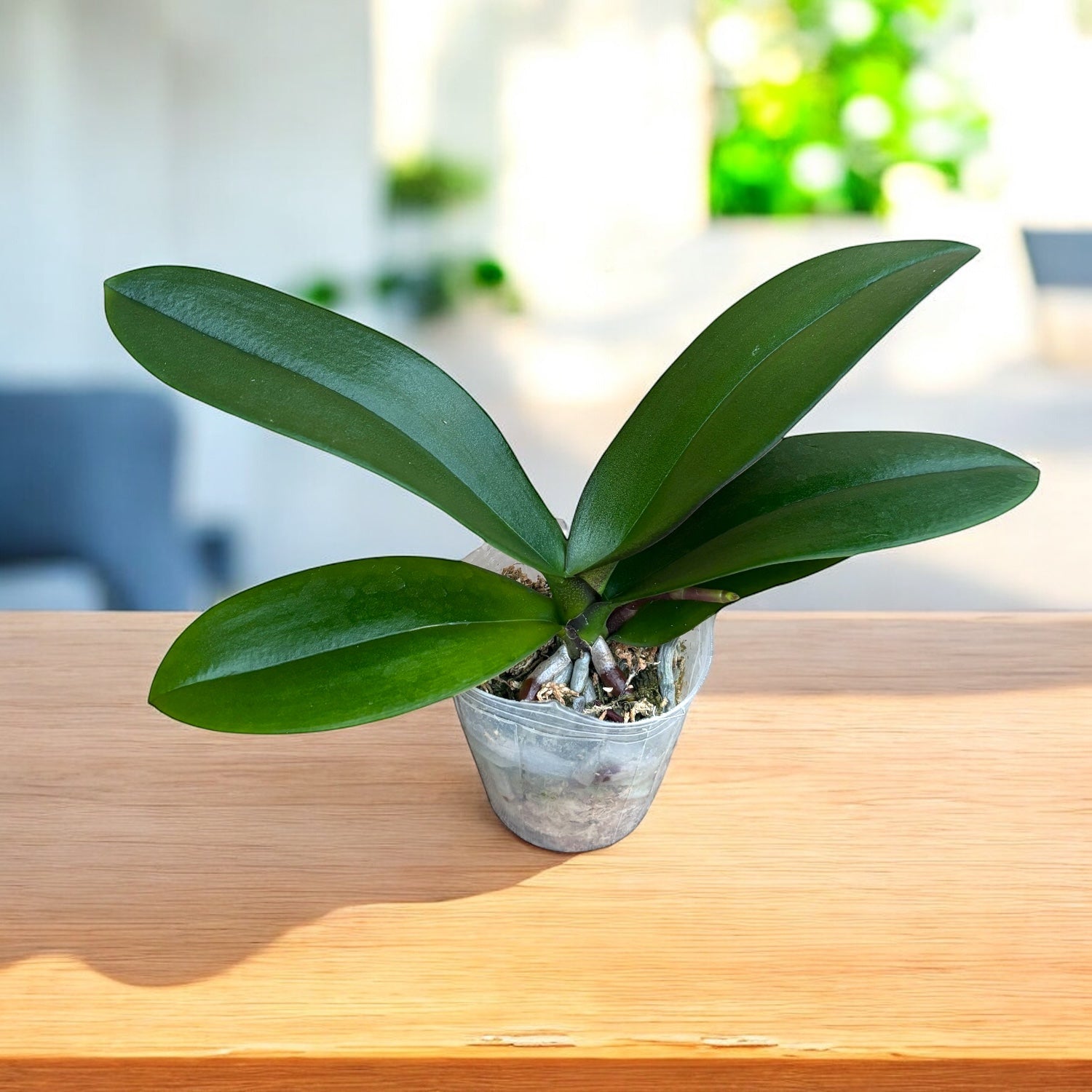 Phalaenopsis Miki Crown '16' SM/TOGA