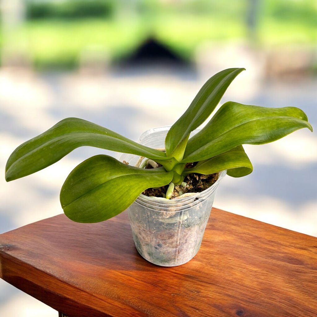 Phalaenopsis King Car Csimpánz (Nagy Ajkú)