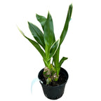 Grammatophyllum scriptum var. citrinum (variegata)