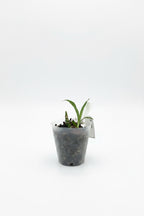 Orhidee neagra parfumata - Fredclarkeara After Dark 'SVO Black Pearl' FCC/AOS