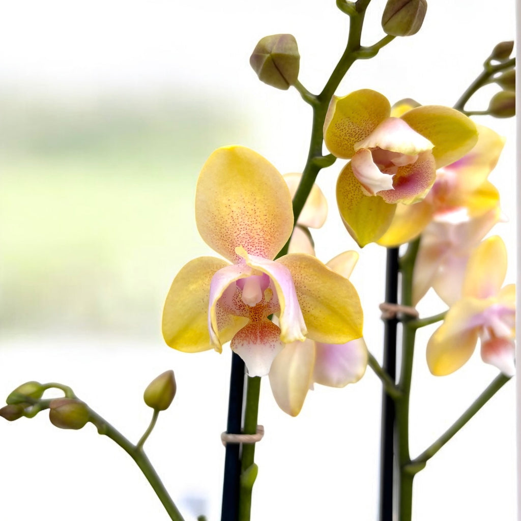 Phalaenopsis Bronze Buddha 'Lemon' (Bolgheri Lemon) - parfumat & peloric
