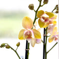 Phalaenopsis Bronze Buddha 'Lemon' (Bolgheri Lemon) - tuoksuva & pelorinen