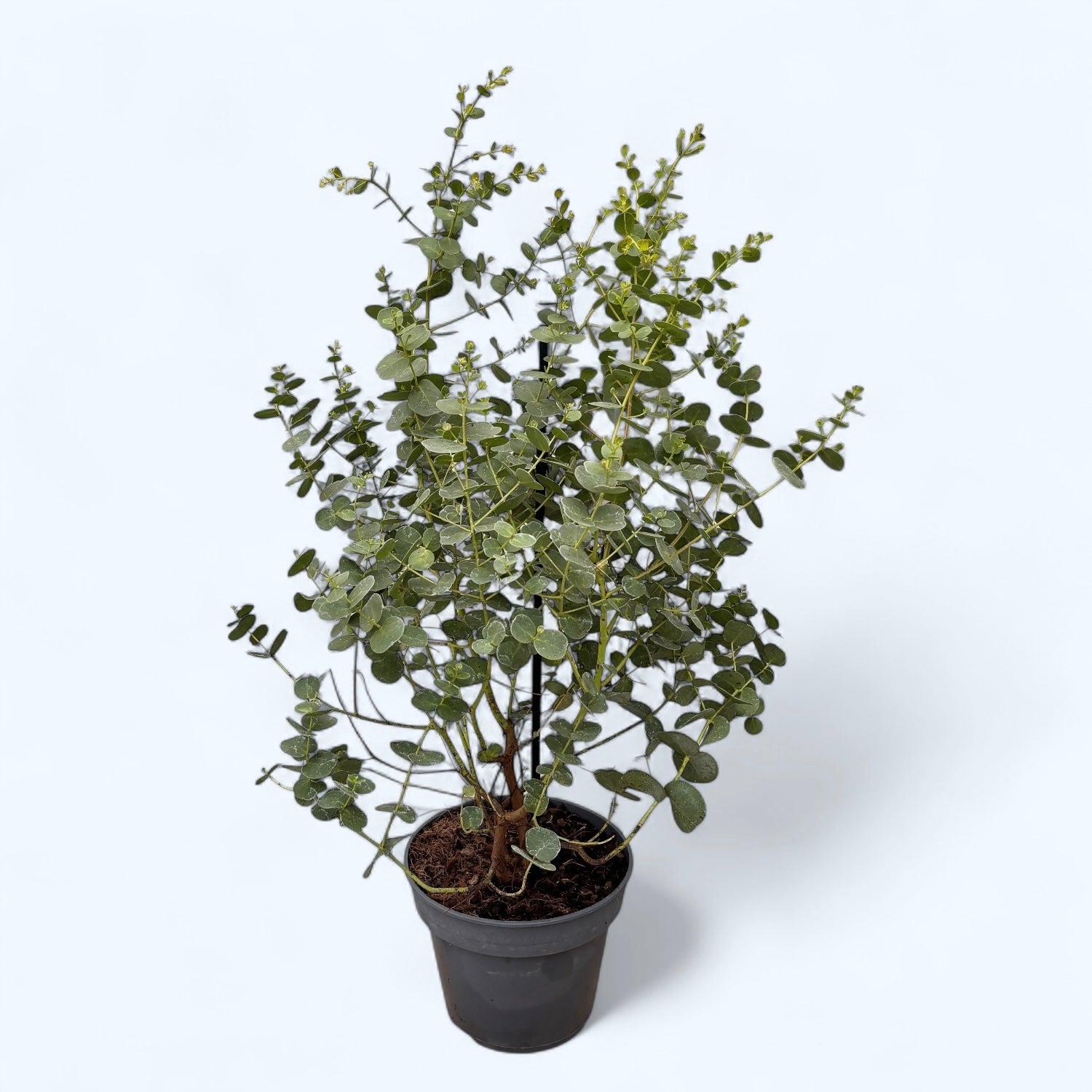 Eucalipt - Eucalyptus gunnii D16