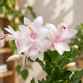 Fehér karácsonyi kaktusz - Schlumbergera 'White Eva'
