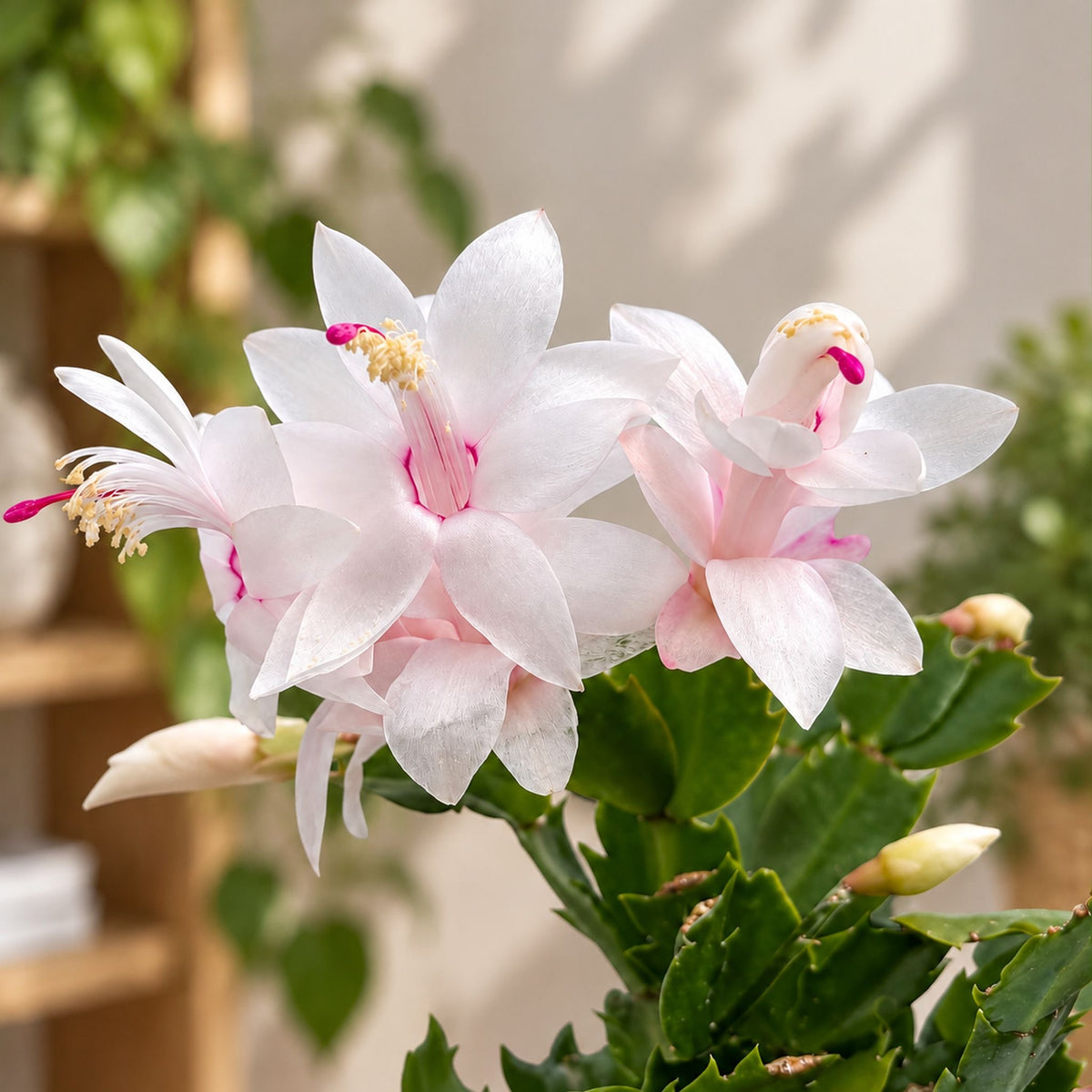 Weihnachtskaktus weiß - Schlumbergera 'White Eva'